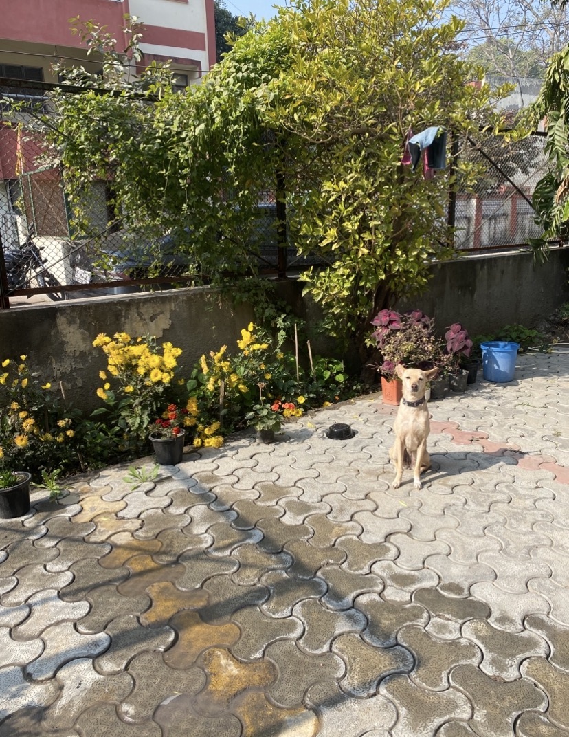 sun patrol.